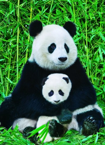 Eurographics Panda & Baby (1000)